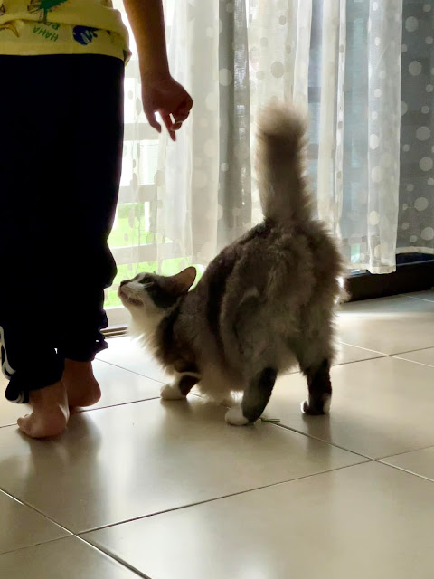 Bila Kucing Jiran Sebelah Rumah Datang 'Cari Jantan'