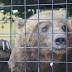  Ουζμπεκιστάν: Γυναίκα έριξε κοριτσάκι μέσα σε κλουβί αρκούδας