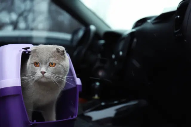 chat-dans-une-cage-de-transport-a-lintérieur-de-la-voiture