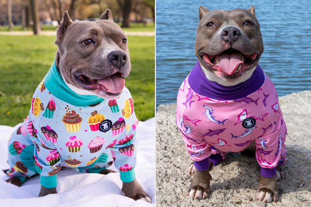 Mujer crea pijamas coloridas para pitbulls para acabar con el estigma de esta raza