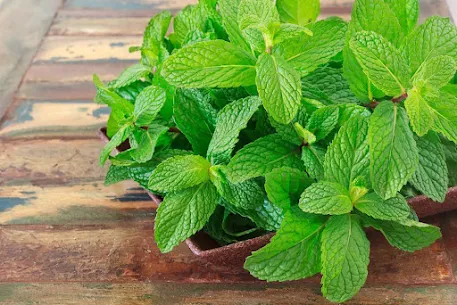 Side Effects of Consuming Mint Leaves