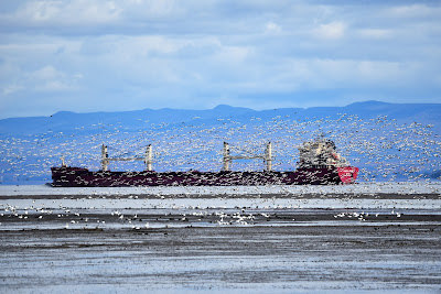 Fall migration birds Quebec St. Lawrence Seaway.