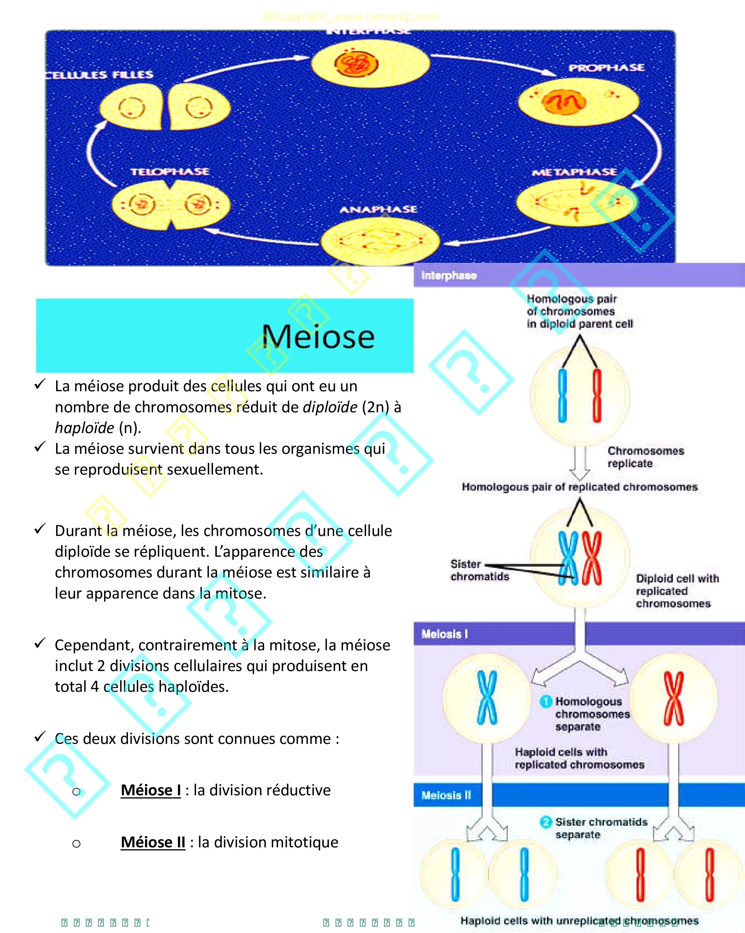 Méiose schéma