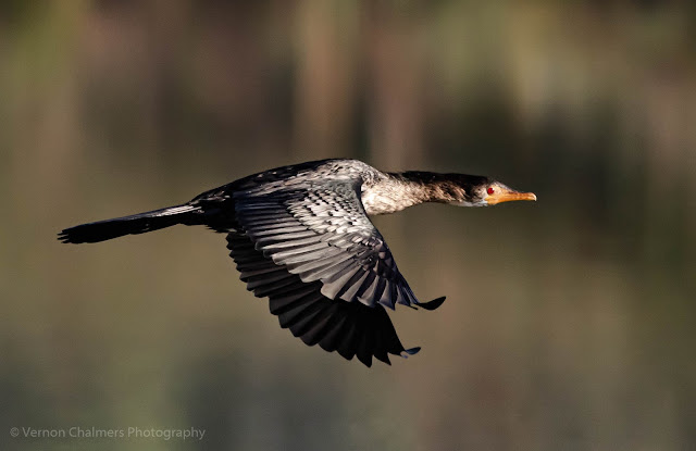 Reed Cormorant Flying in the Fog Table Bay Nature Reserve Copyright Vernon Chalmers Photography