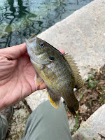 Jim Gray, The BIG Year TFFF, Fly Fishing Texas, Texas Fly Fishing, Texas Freshwater Fly Fishing, Fly Fishing for Green Sunfish, Green Sunfish