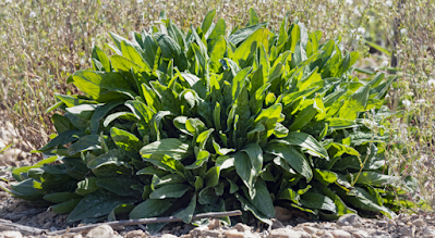 Rumex acetosa