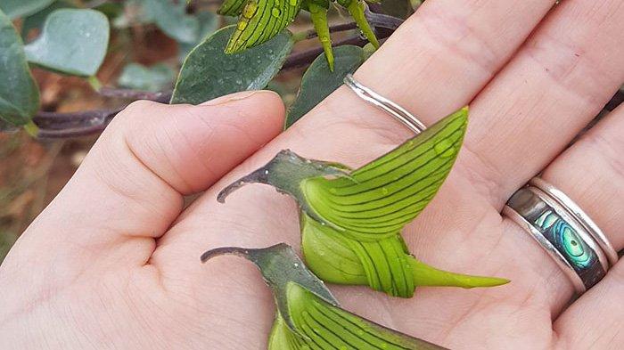 Unique, this rare plant flower is very similar to hummingbirds