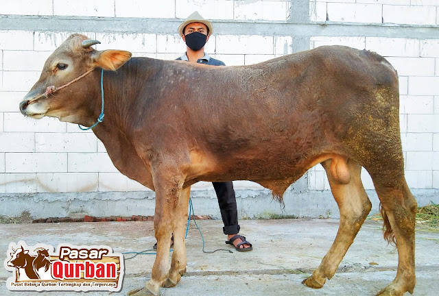 Harga Qurban Kambing 2022 Sidoarjo