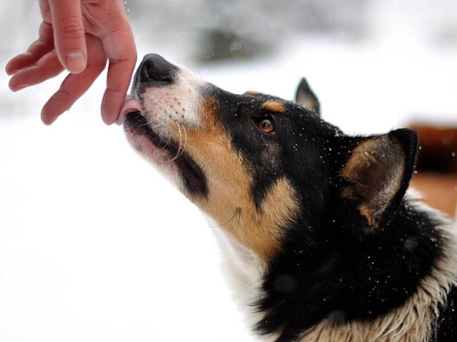 Why Do Dogs Lick Your Wounds? Is It A Good Thing Or A Bad Thing?