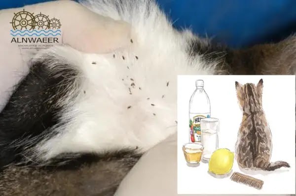 علاج براغيث القطط بالخل