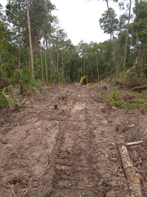 Kepala Desa Kelanga Bantah Ada Warganya Minta Dibukakan Jalan di Kawasan Hutan Produksi Menuju Kebun Masyarakat