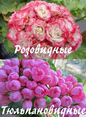 цветы