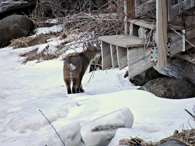 Bobcat o Lince Rojo en New Hampshire