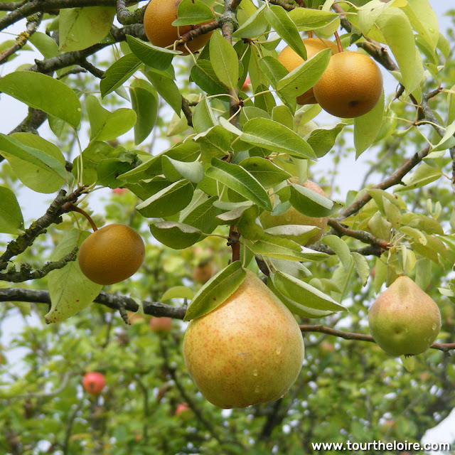 Doyenne de Comice and Nashi pears, Indre et Loire, France. Photo by Loire Valley Time Travel.