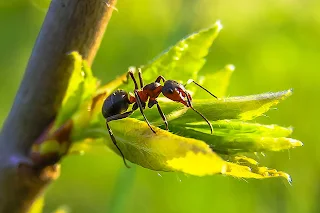 zombie fungus,zombie fungus humans,ant zombie fungus,zombie fungus ant,cordyceps zombie fungus,Science,Strange Facts,