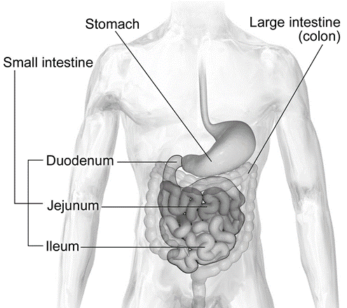 The Small Intestine Anatomy and Physiology D. Pharm Class Notes