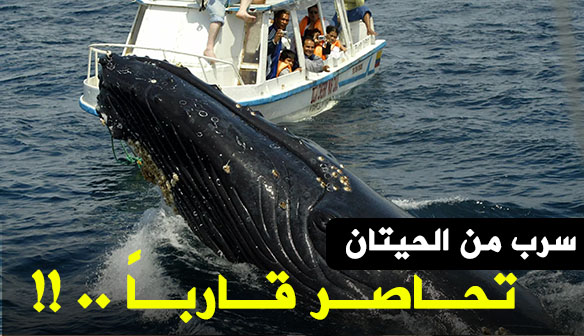 فيديو: سرب من الحيتان يحاصر قاربا... مشاهد لم تسجل سابقا
