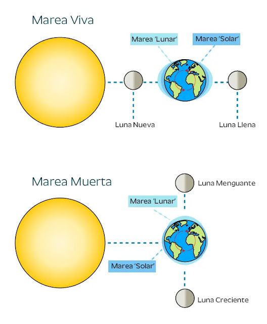 Ciclo de las Mareas. Mareas Vivas y Mareas Muertas