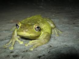 Biblical Meaning of Dreaming of a Frog