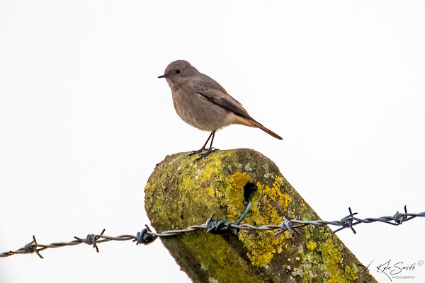 Black redstart