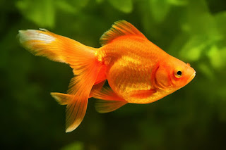 Goldfish Fun Fact