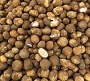 Vegetables Names: सब्जियों के नाम इंग्लिश-हिंदी में | All Vegetables Name In English-Hindi, Vegetables Names: सब्जियों के नाम इंग्लिश-हिंदी में | Rugda Mushroom, पुटु/ रूगड़ा मशरूम