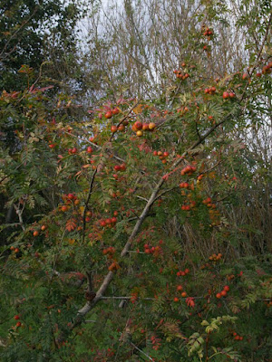 Рябина домашняя (Sorbus domestica)