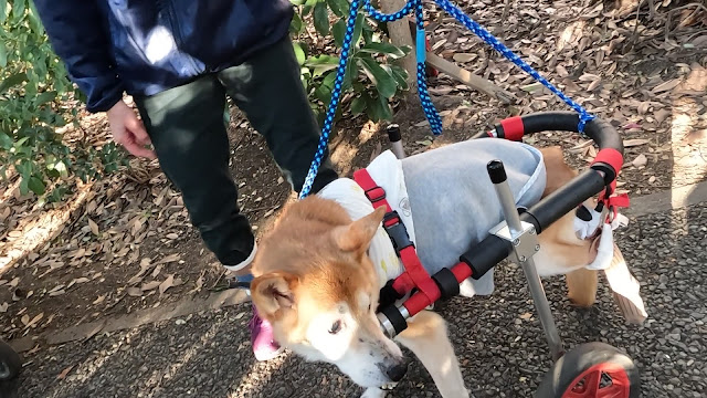 犬 車椅子 はな工房