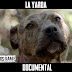 ‘La Yarda’, documental michoacano que aborda el mundo de las peleas caninas