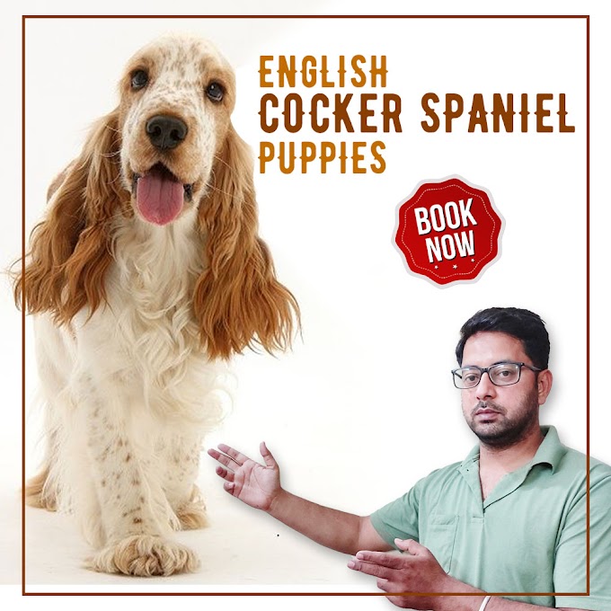 English Cocker Spaniel in Chandigarh and Jalandhar | Pet Shop | WATCH FULL VIDEO