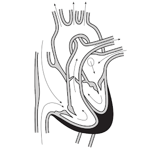 free heart illustration showing blood flow