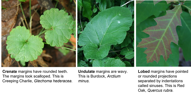 A panel of three leaves showing crenate, undulate and lobed margins.