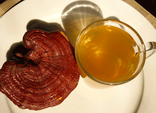 Ganoderma mushroom farming training in Ratnagiri