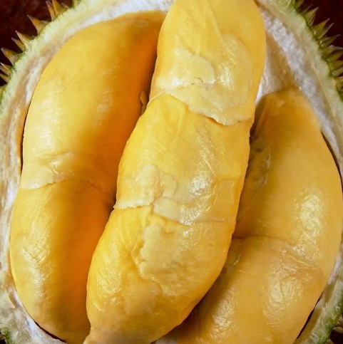 Cara menanam durian bawor agar cepat berbuah
