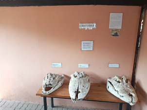 Exhibit of Skulls of the victims of Crocodile " Moremo" ,oldest crocodile on the farm.
