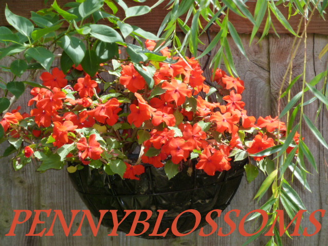Pennyblossoms