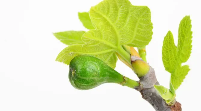 Fig tree bud benefits