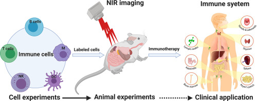 Near Infrared Medical Imaging