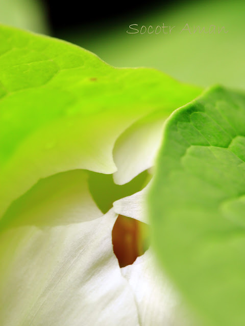 Paeonia japonica