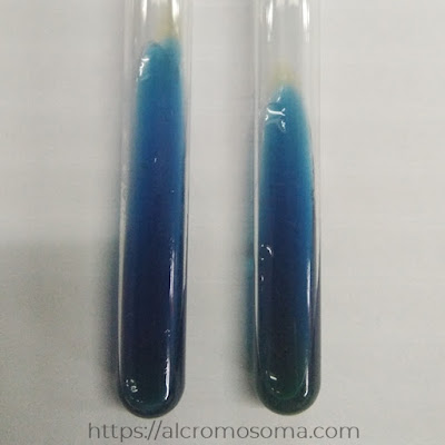 simmons citrate agar positive