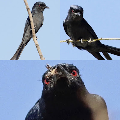 Ashy Drongo