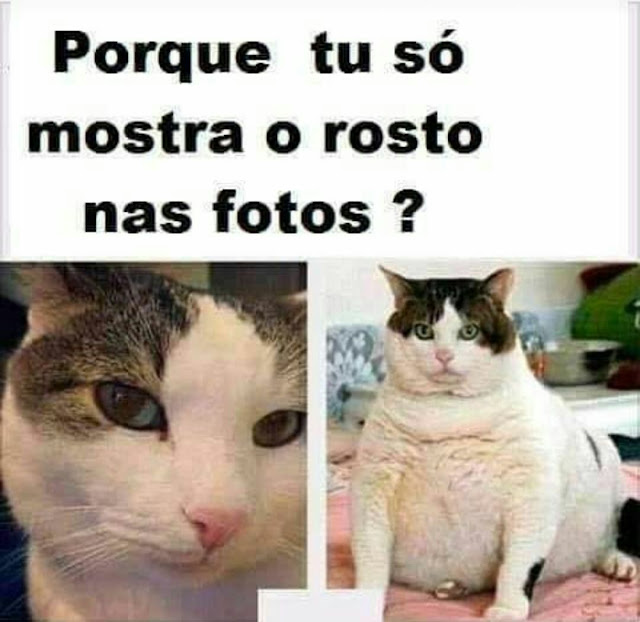 150 memes fofos de animais para você ter na manga