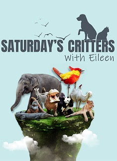 Saturday's Critters