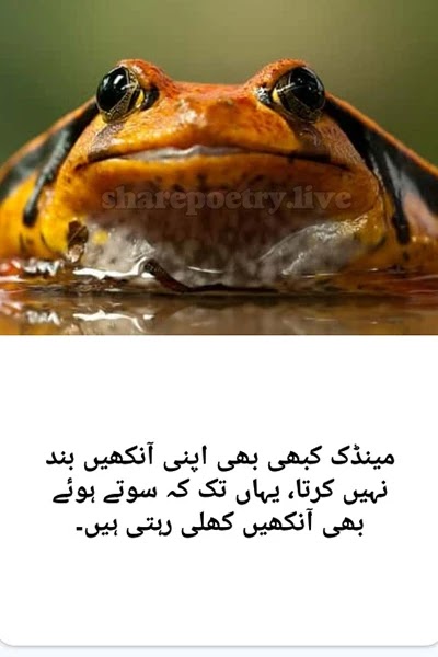 Amazing Facts About frog in urdu english