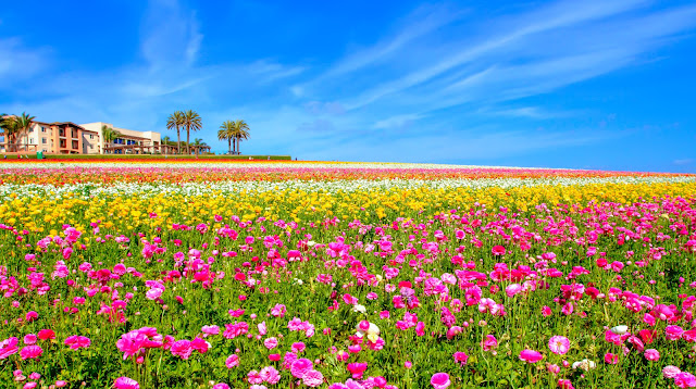 Beautiful Natural Flower Wallpaper HD