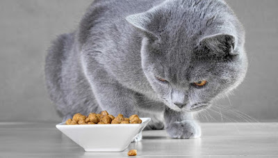 8 cosas que puedes probar cuando tu gato no come