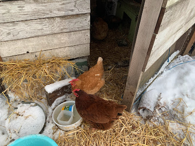 chicken water bowls in the snow