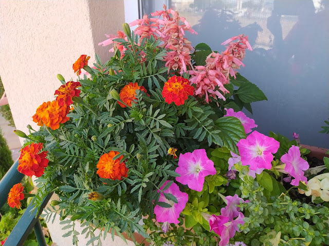 Conjunto de plantas de diversas especies en una jardinera