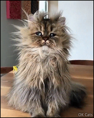 Hilarious Cat GIF • When ‘Barnaby’ gets a bad hair day haha, what a funny derpy face! [ok-cats-gifs.com]