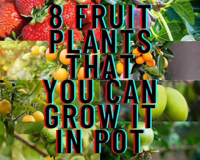 8 Fruit plants that you can grow in pot.| How to grow fruit plants in pot?